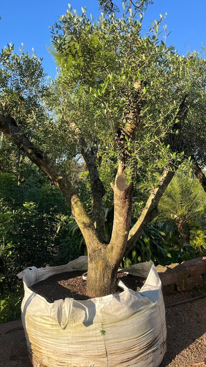 Oliveira média iluminada em jardim